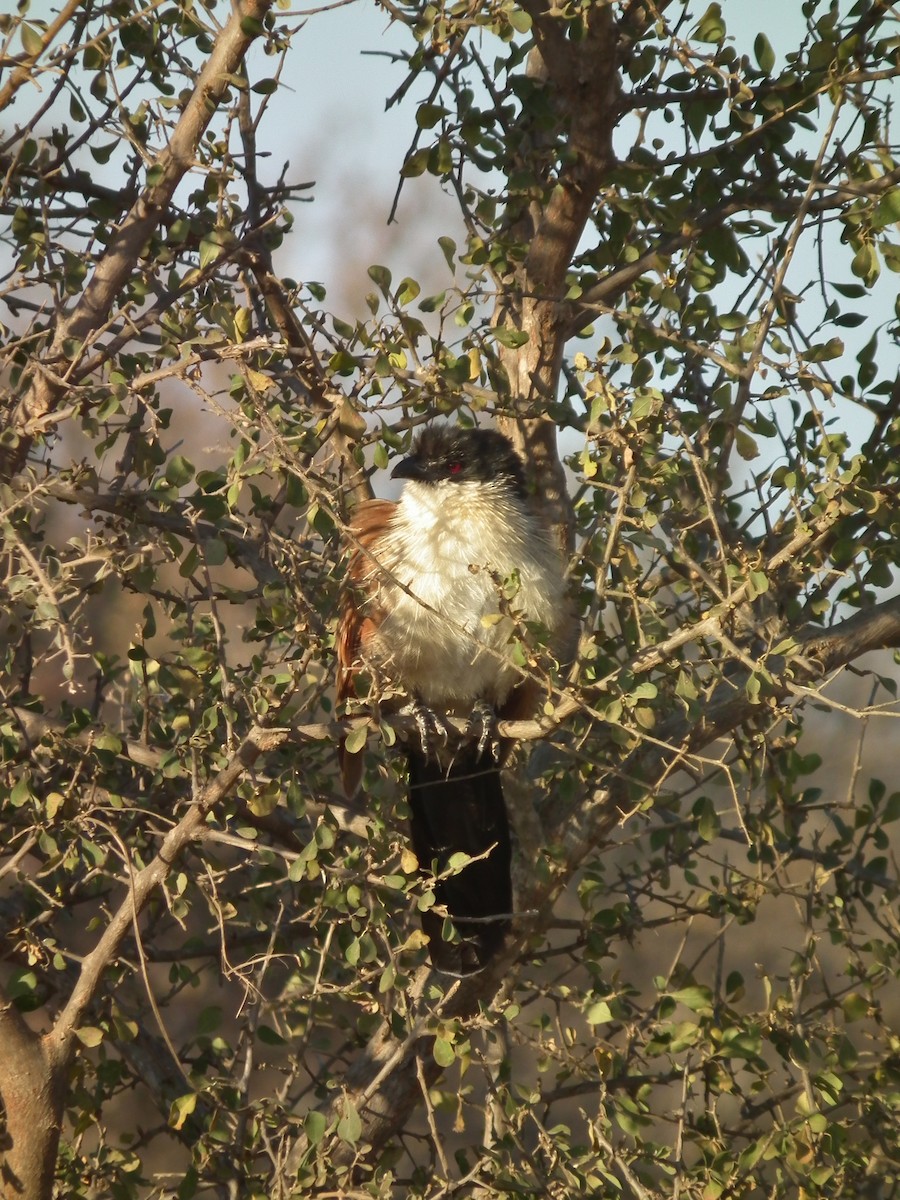Burchell's Coucal - ML644041280