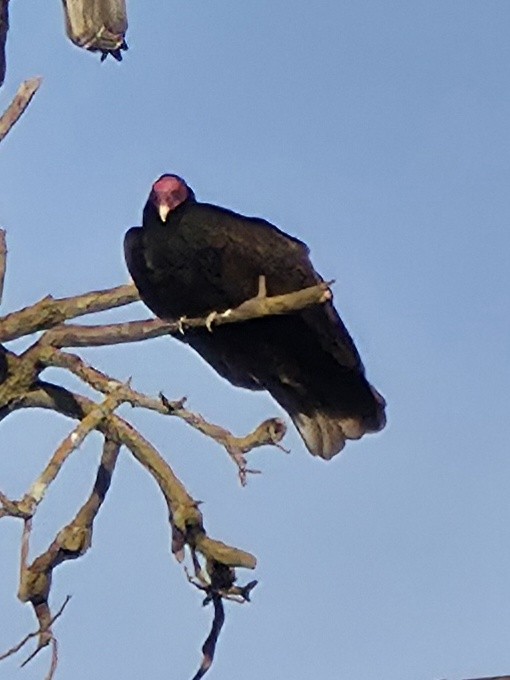 Turkey Vulture - ML644041281
