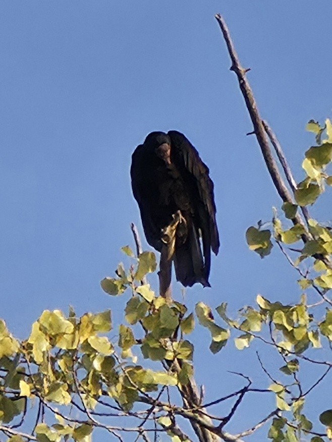 Turkey Vulture - ML644041283