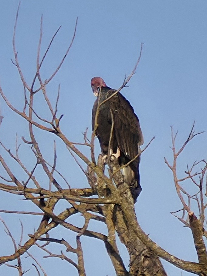 Turkey Vulture - ML644041287
