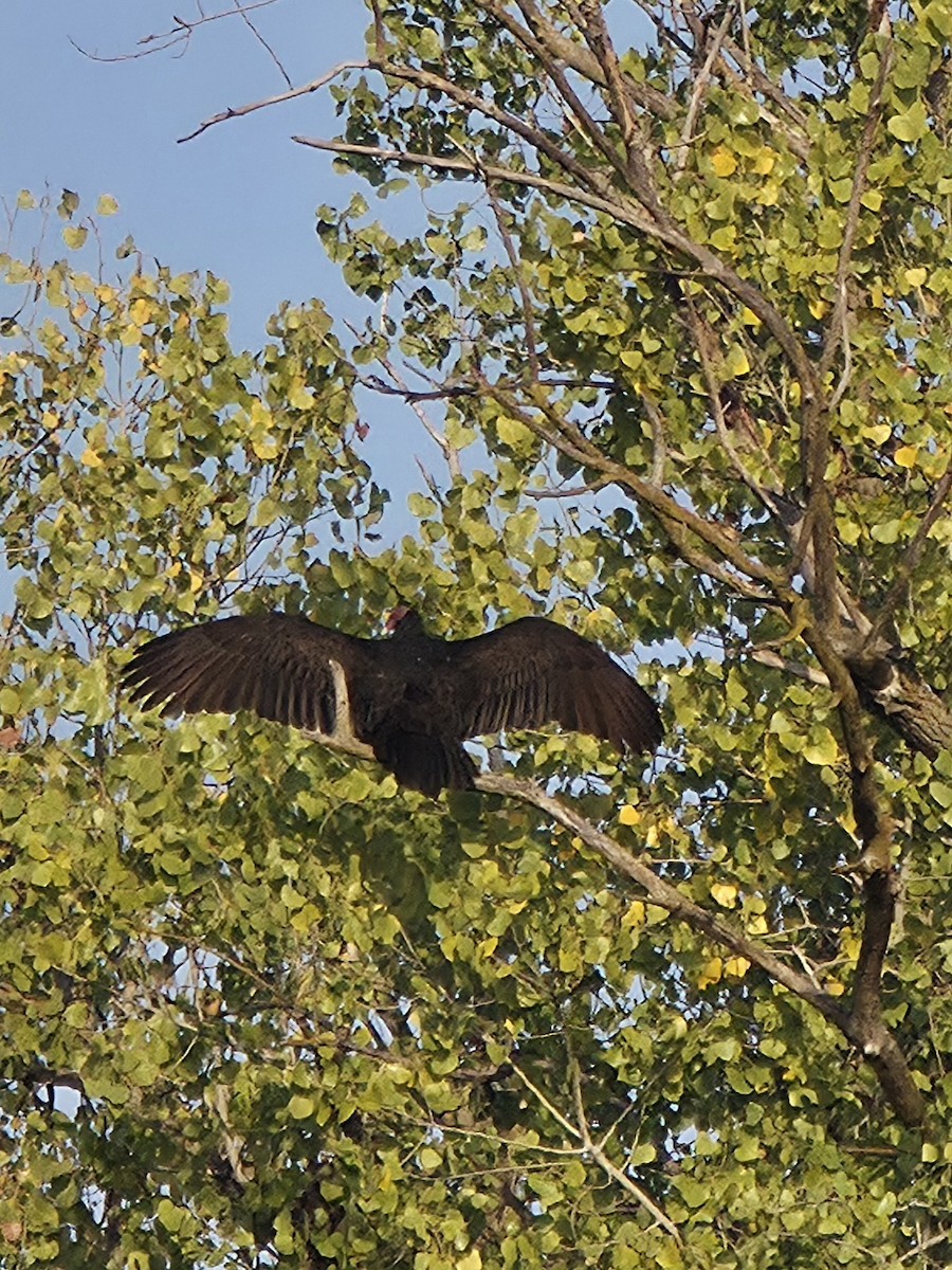 Turkey Vulture - ML644041288