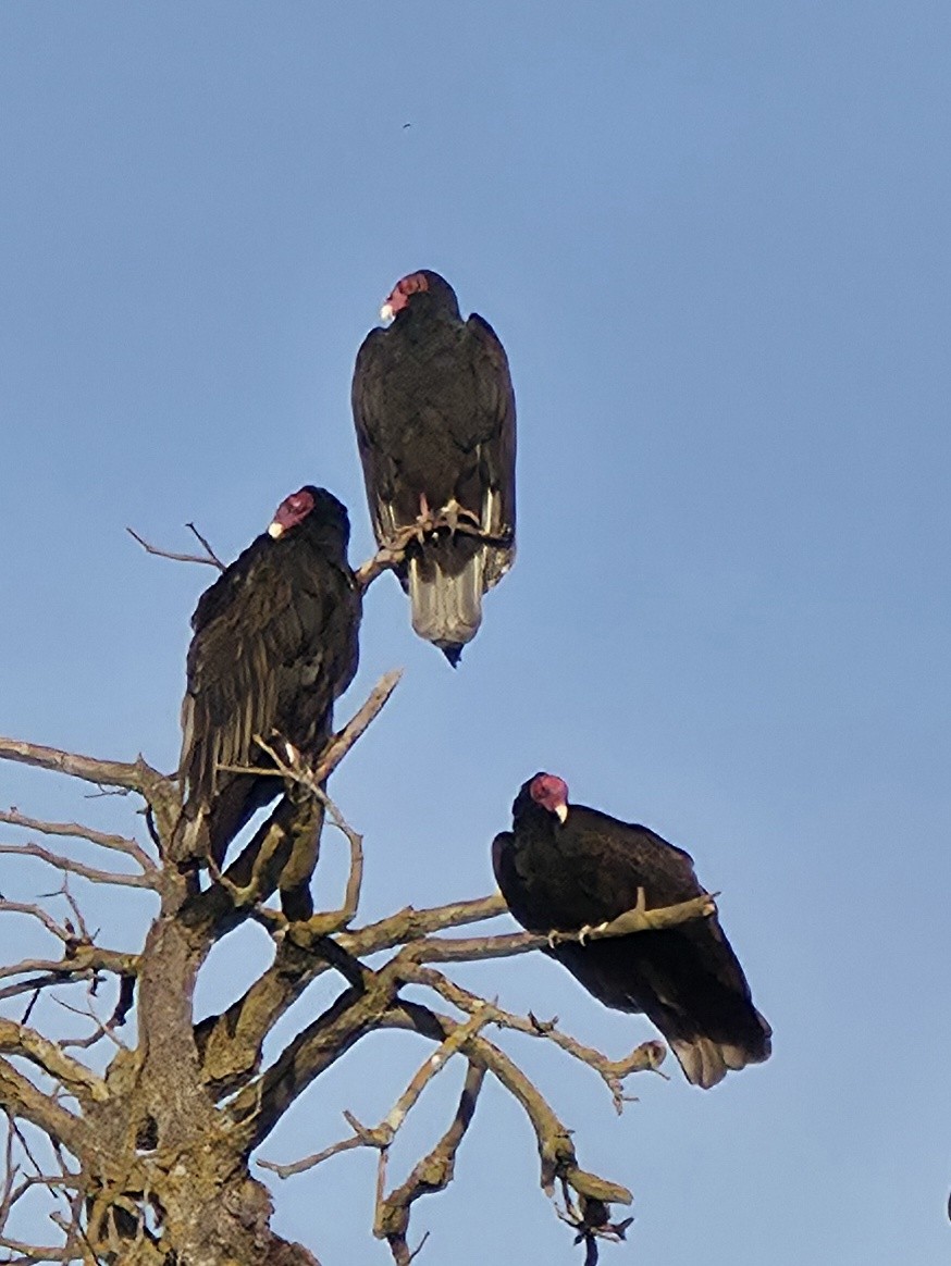 Turkey Vulture - ML644041289