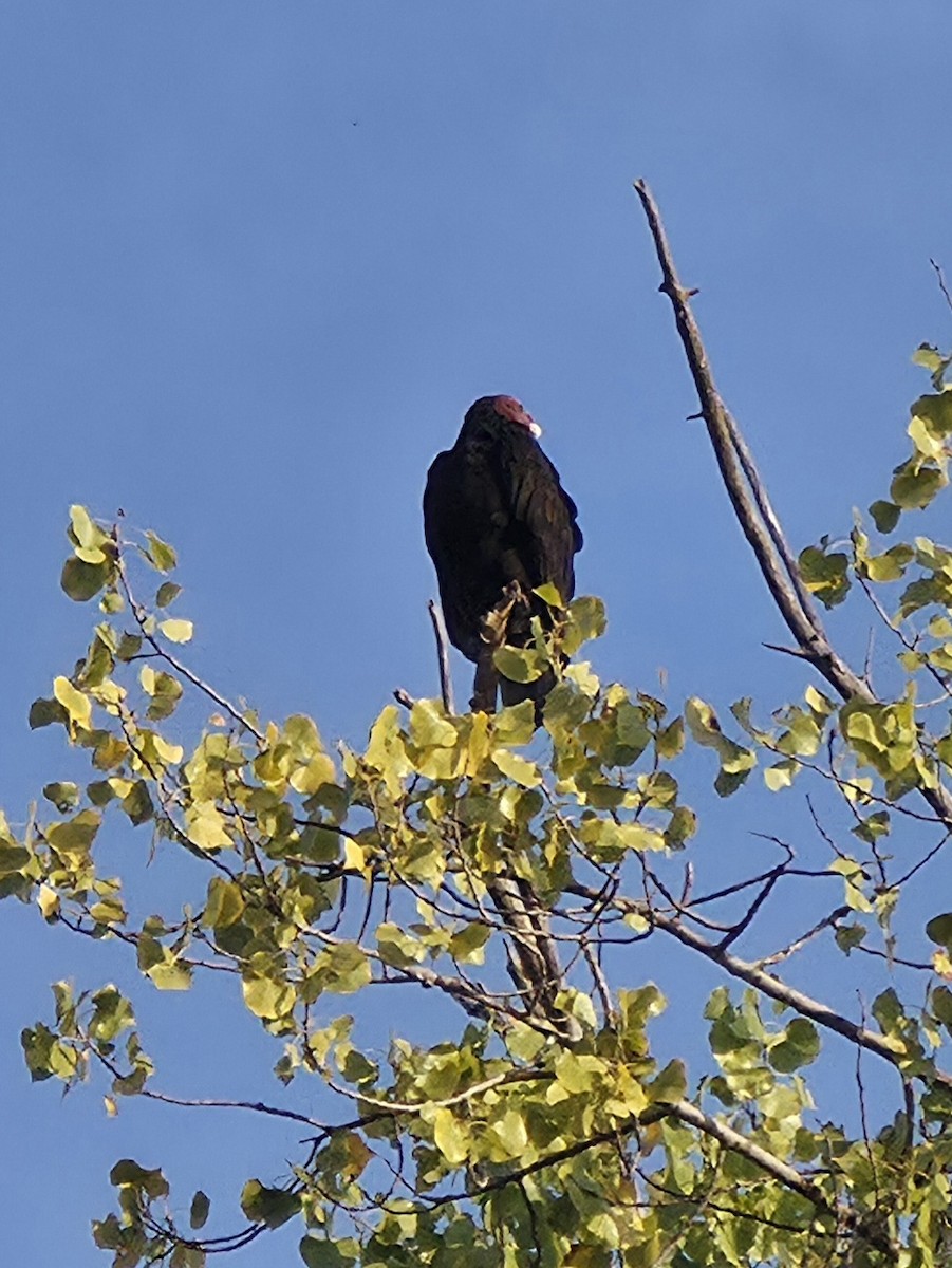 Turkey Vulture - ML644041290