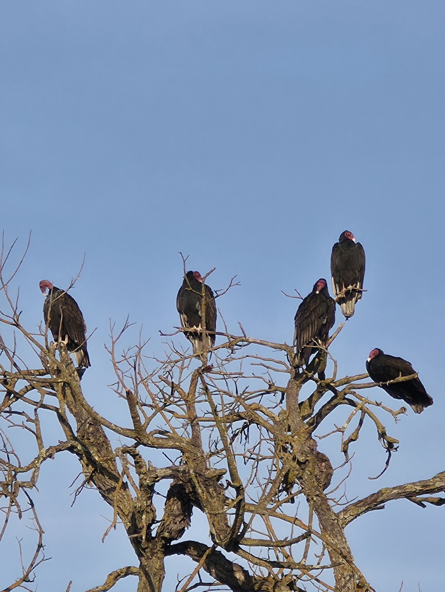 Turkey Vulture - ML644041291