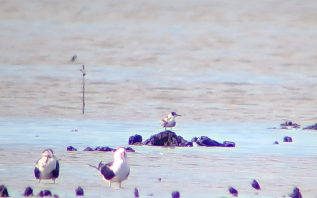 Black Tern - ML644041294