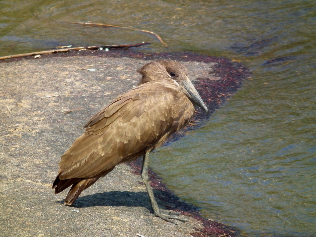 Hamerkop - ML644041306