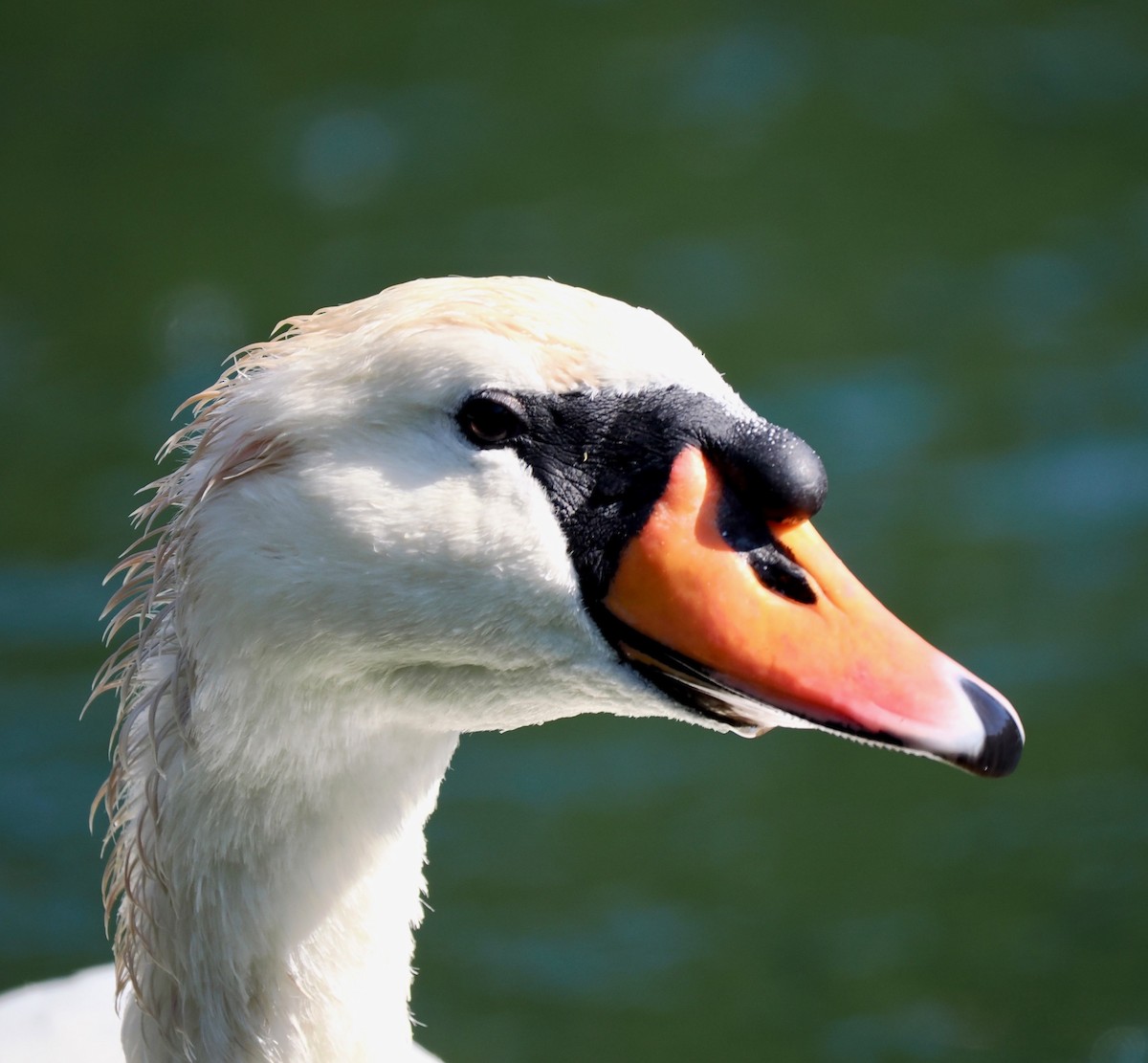 Mute Swan - ML644041314