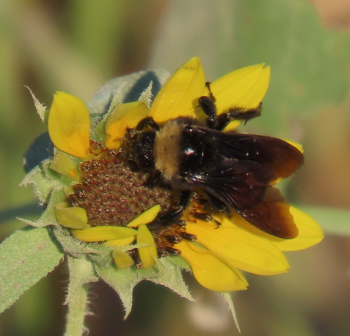 American Bumble Bee - ML644041316