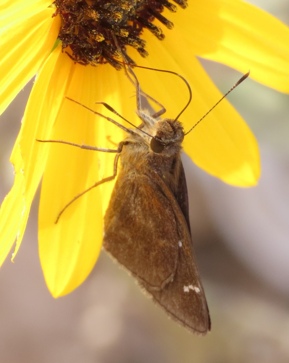 Clouded Skipper - ML644041317