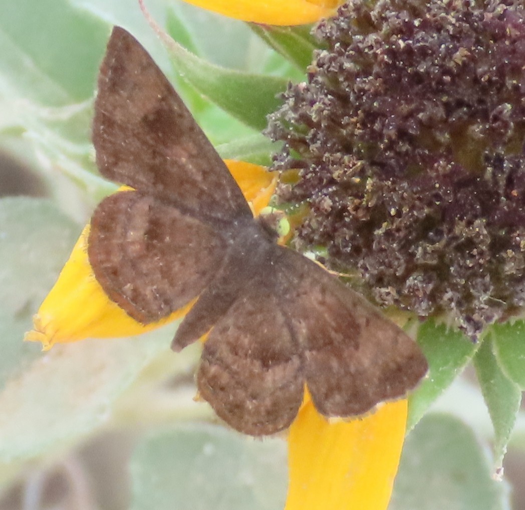 Fatal Metalmark - ML644041318