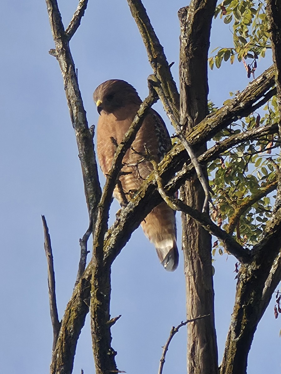 Red-shouldered Hawk - ML644041321