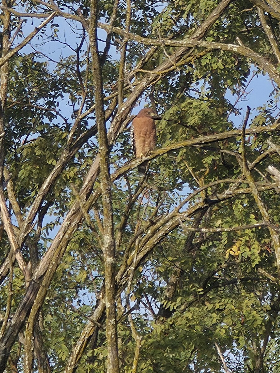 Red-shouldered Hawk - ML644041322