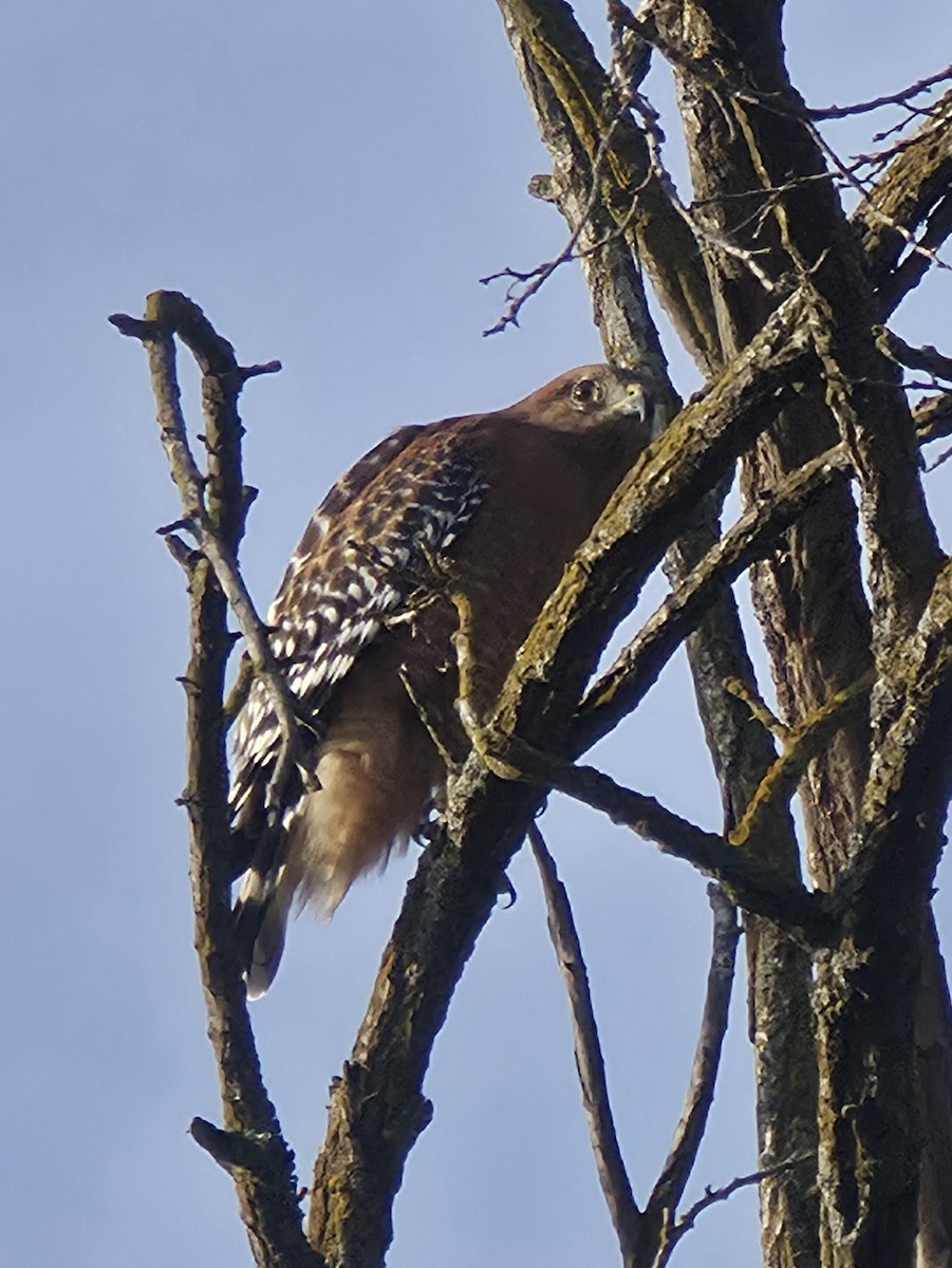 Red-shouldered Hawk - ML644041323