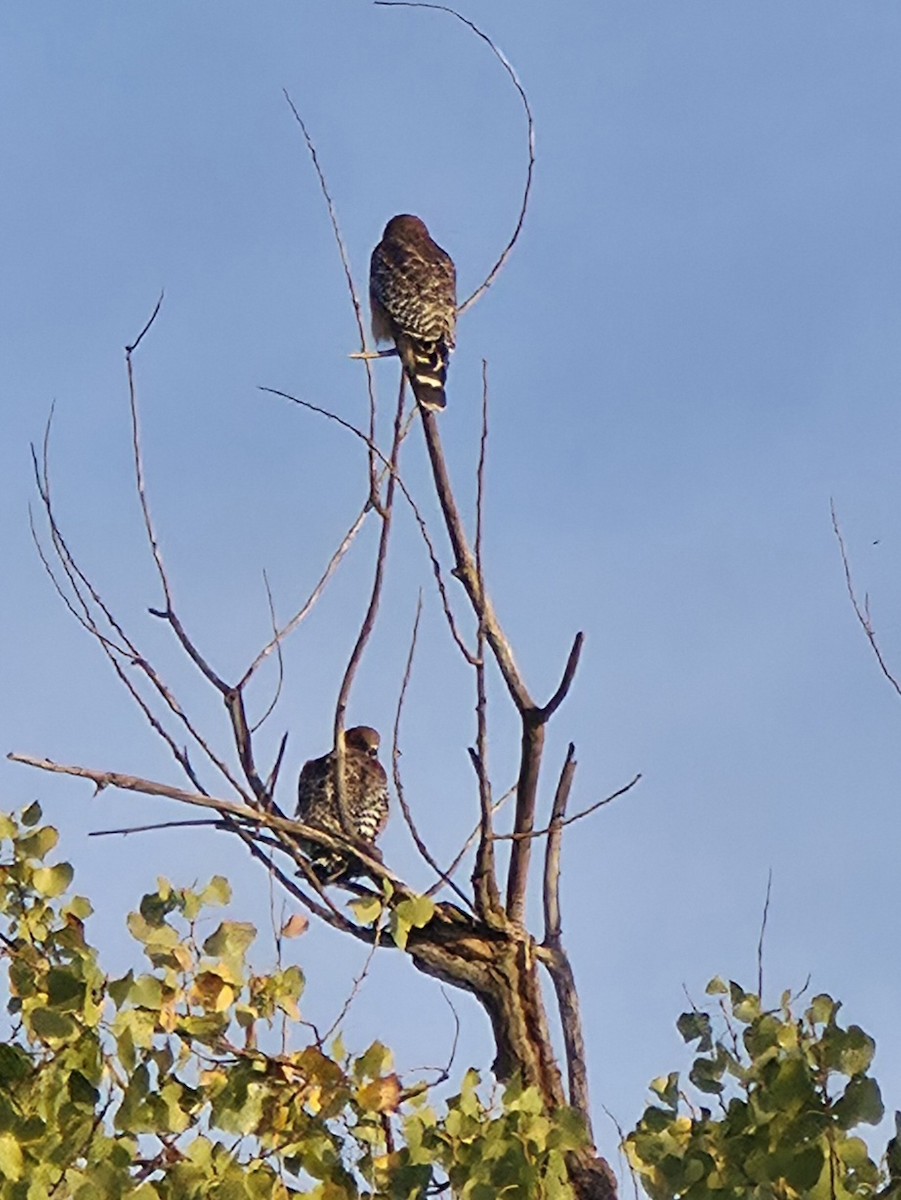 Red-shouldered Hawk - ML644041324