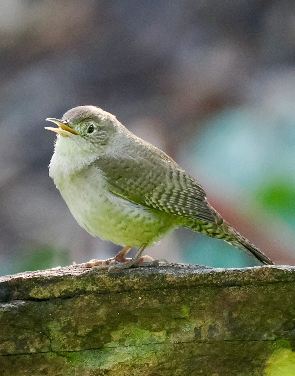 Northern House Wren - ML644041326