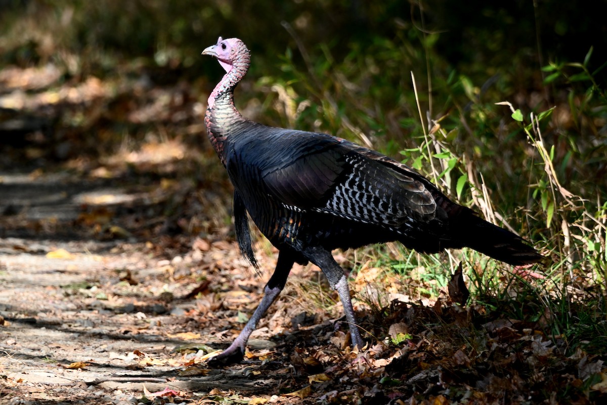 Guajolote Gallipavo - ML644041327
