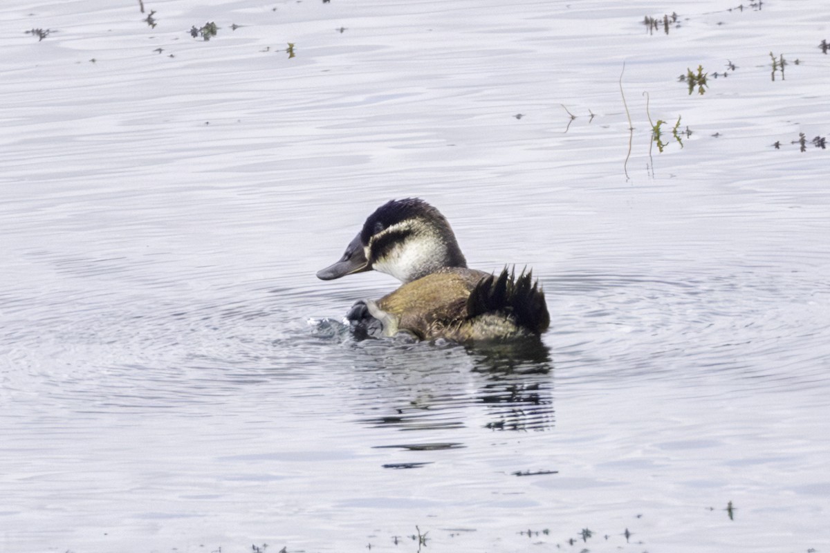 White-headed Duck - ML644041330