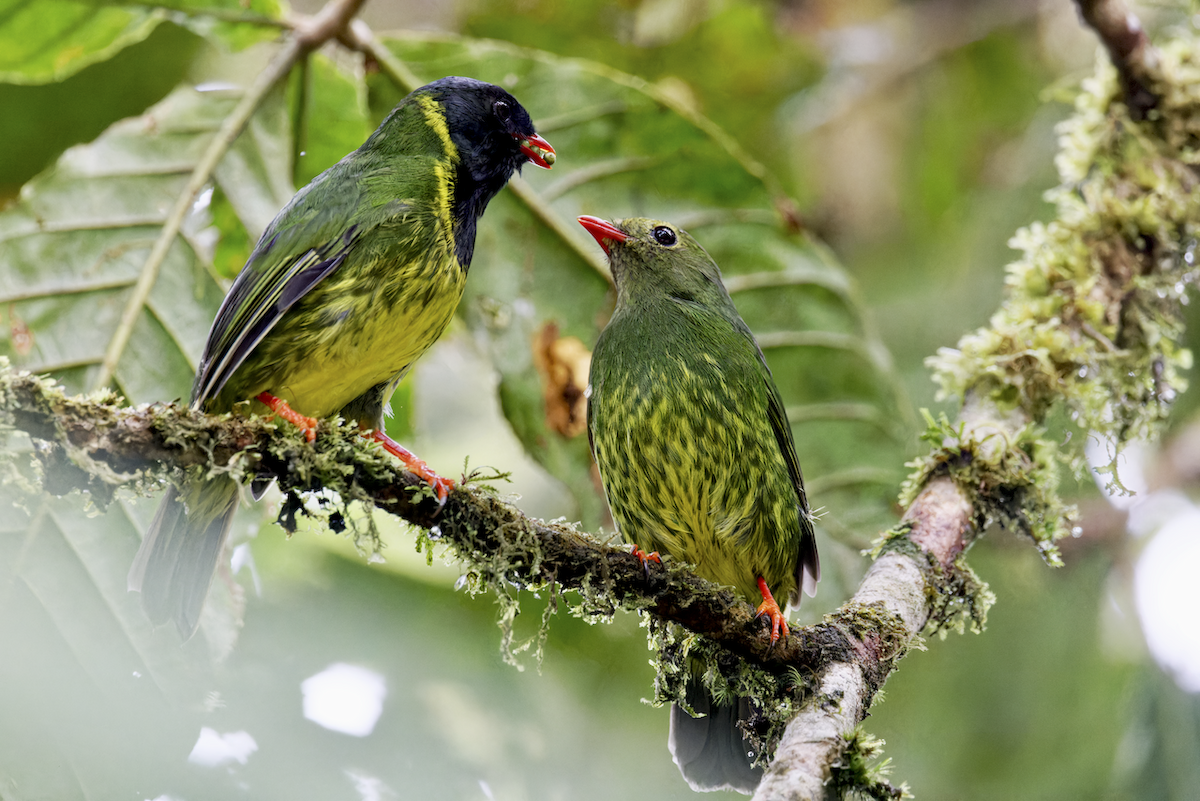Cotinga vert et noir - ML644041332