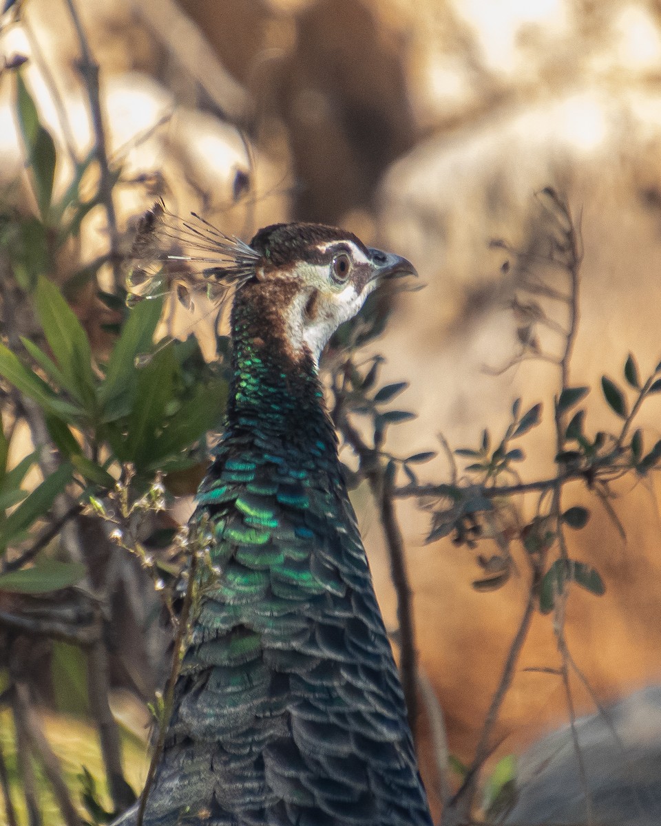 Indian Peafowl - ML644041333