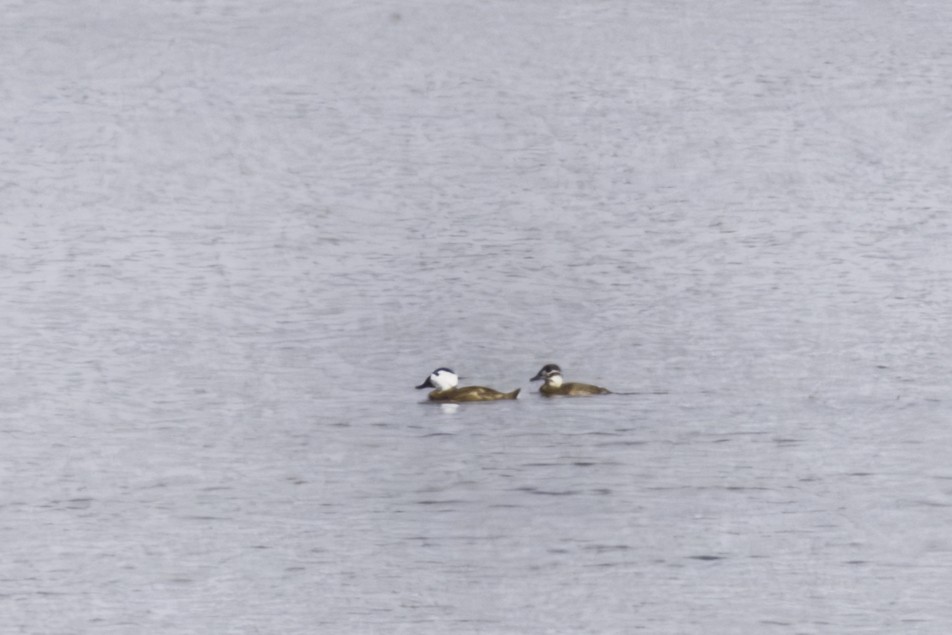 White-headed Duck - ML644041334