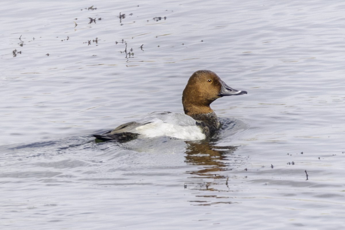 Common Pochard - ML644041339
