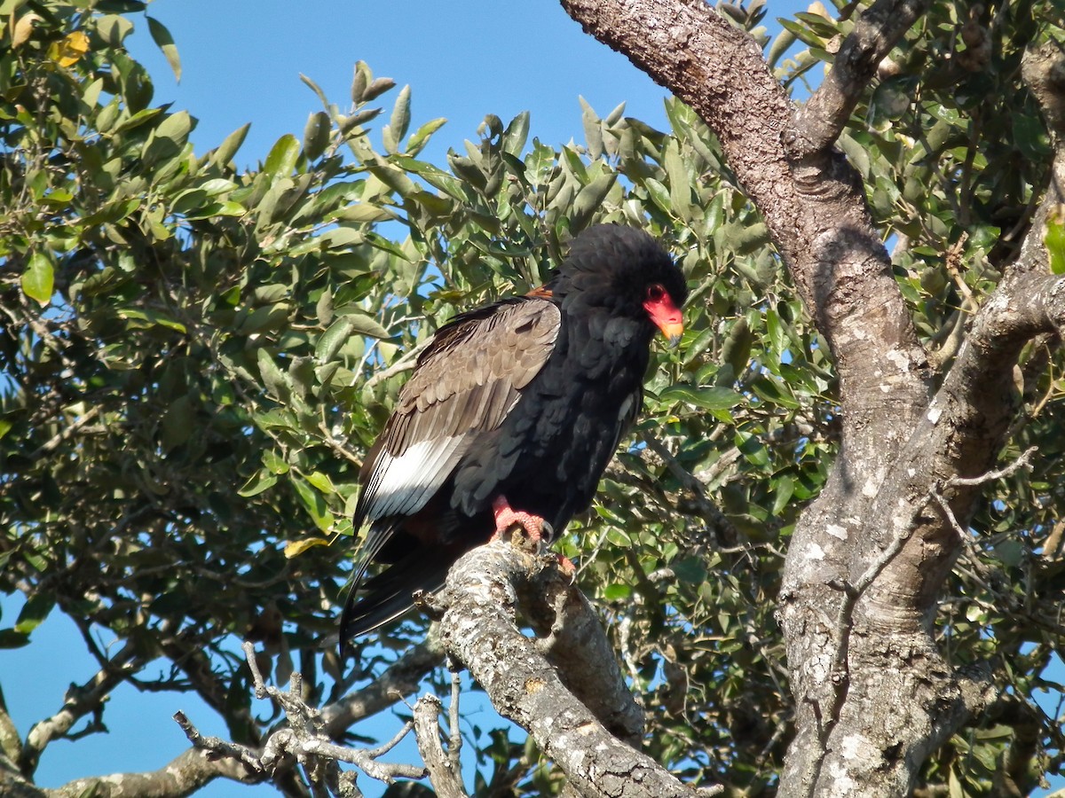 Bateleur - ML644041350