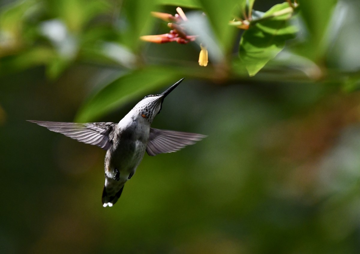Ruby-throated Hummingbird - ML644041361