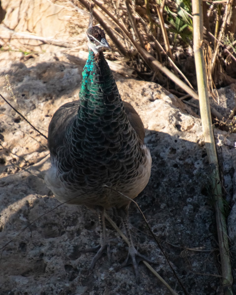 Indian Peafowl - ML644041362