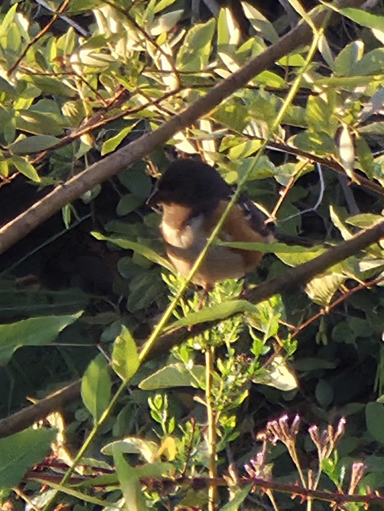 Spotted Towhee - ML644041364
