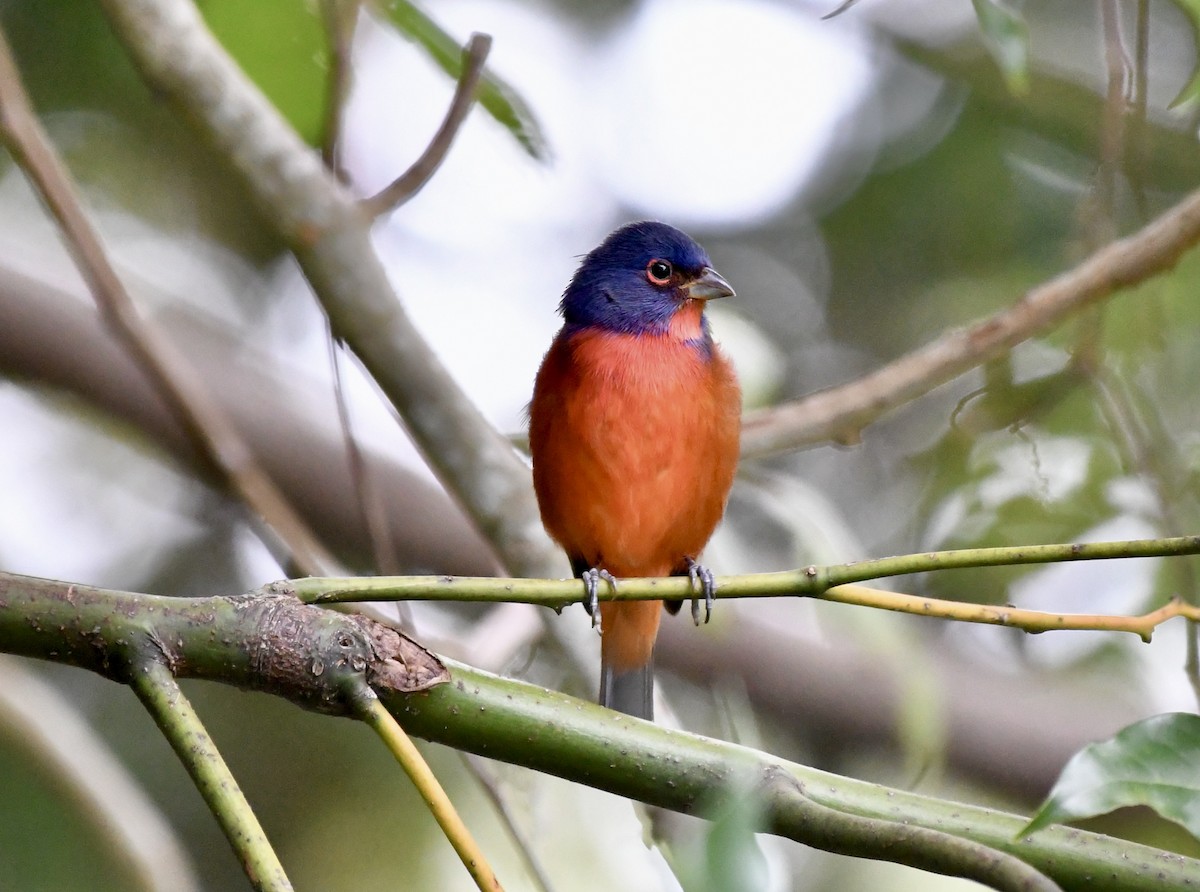 Painted Bunting - ML644041375