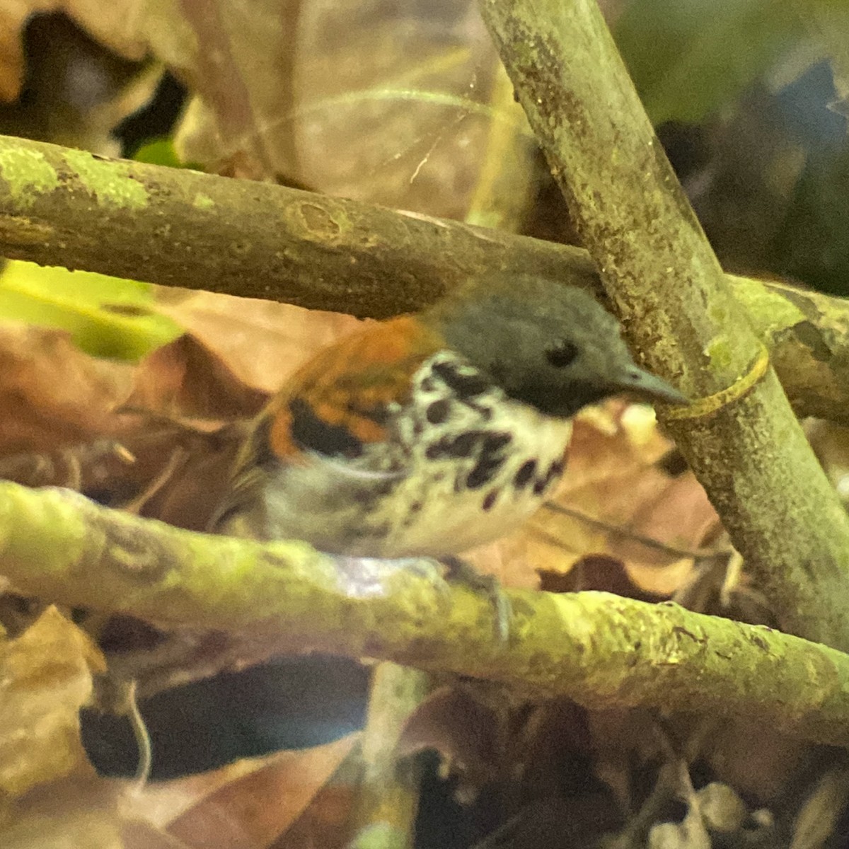 Spotted Antbird - ML644041377