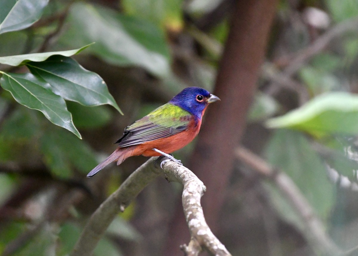 Painted Bunting - ML644041380
