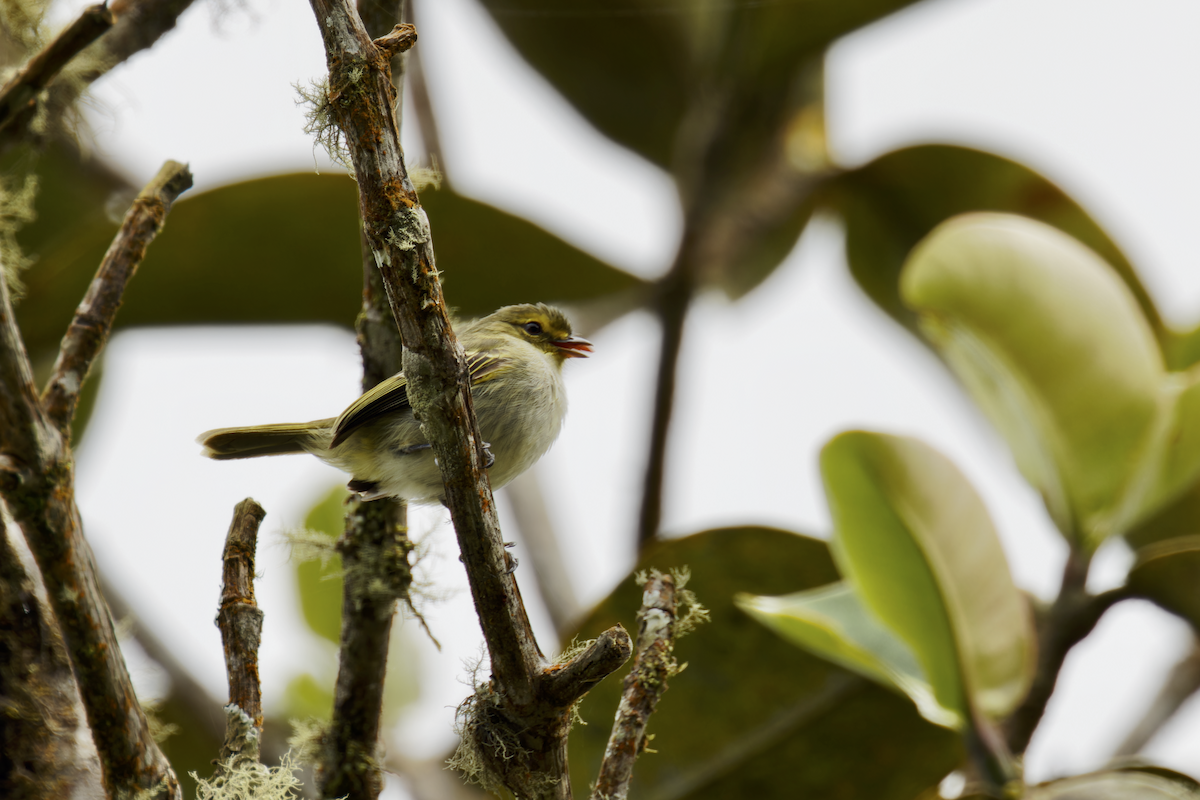 Golden-faced Tyrannulet - ML644041384