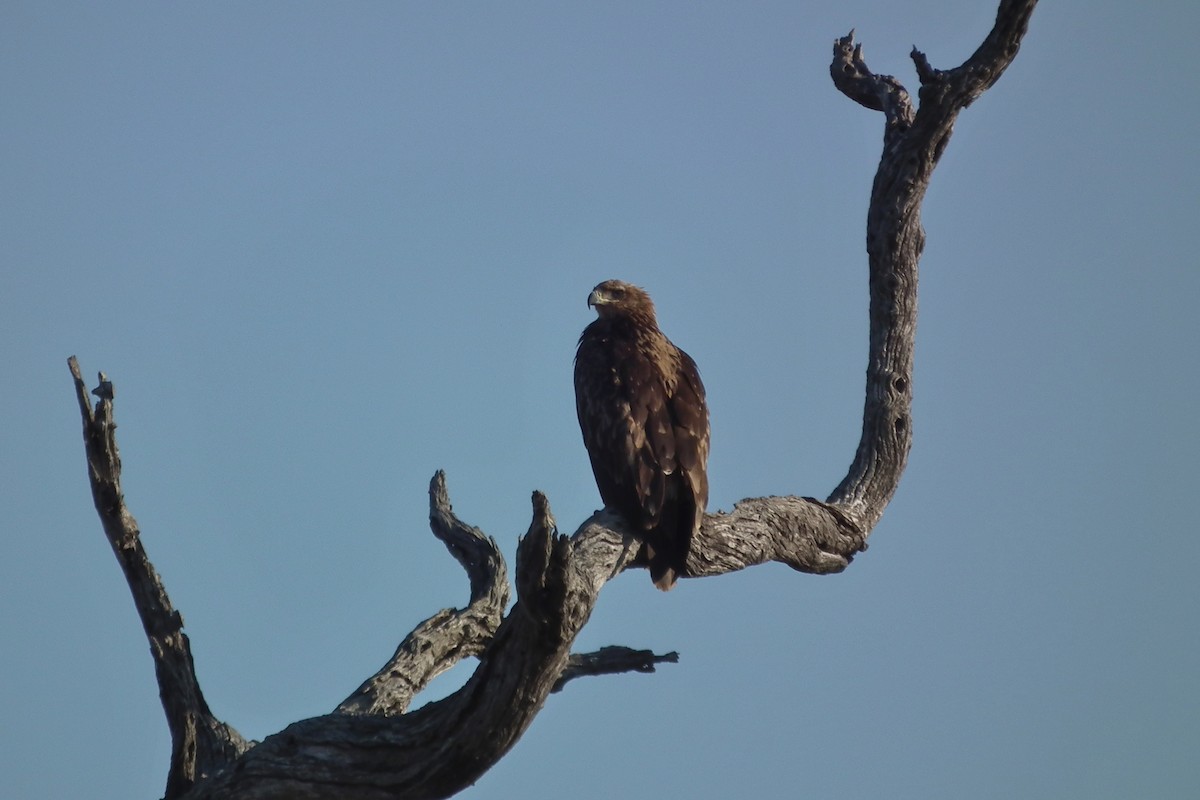 Tawny Eagle - ML644041385