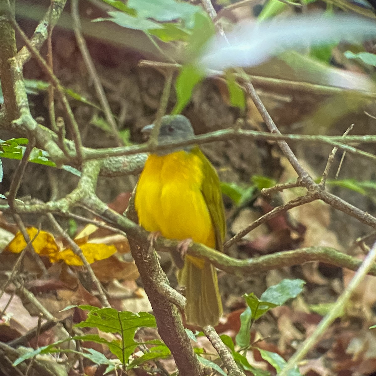 Gray-headed Tanager - ML644041397