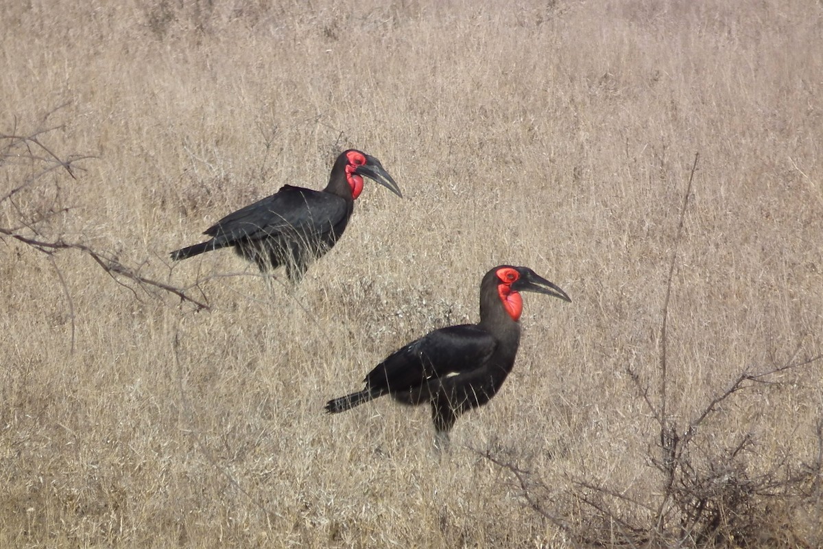 Southern Ground-Hornbill - ML644041403