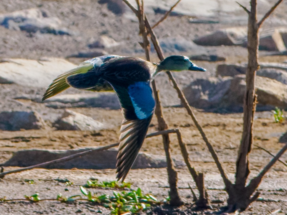 Blue-winged Teal - ML644041406
