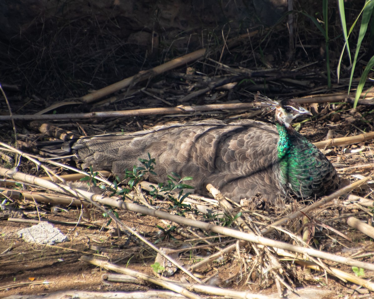 Indian Peafowl - ML644041407