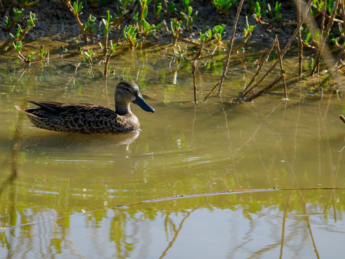 Blue-winged Teal - ML644041408