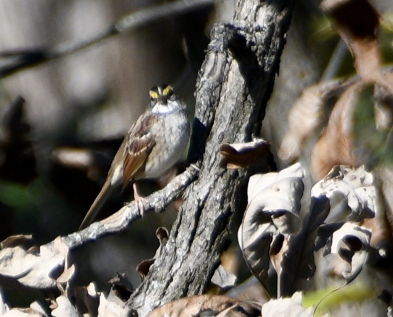 White-throated Sparrow - ML644041412