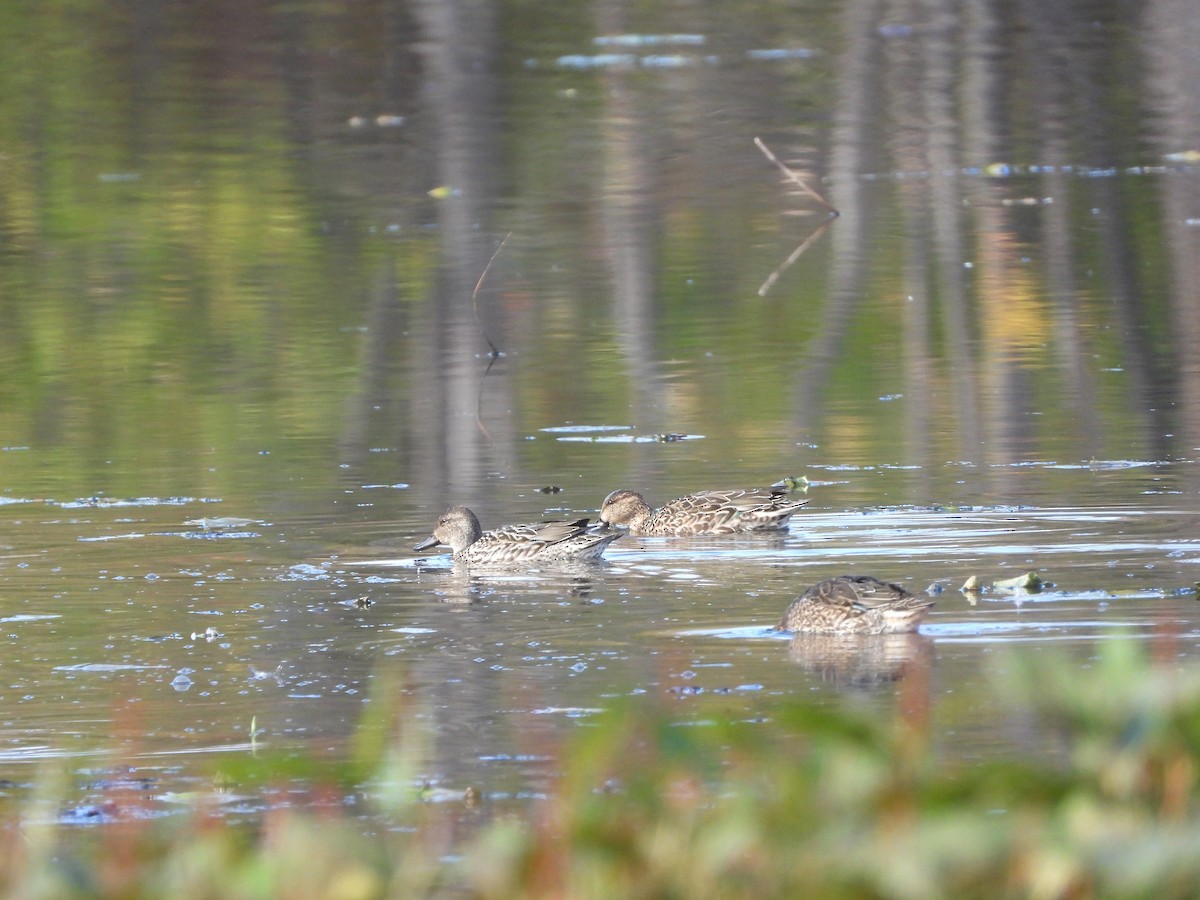 Green-winged Teal - ML644041418