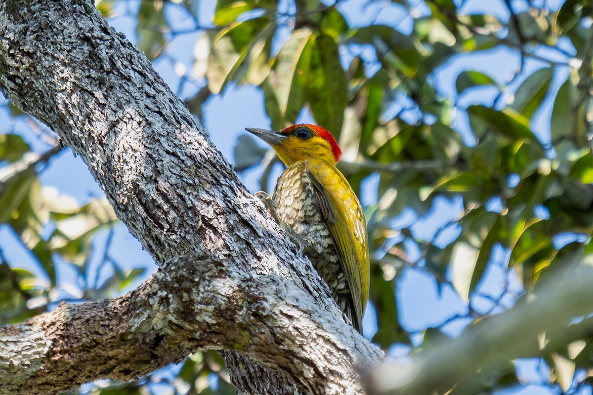 Yellow-throated Woodpecker - ML644041424
