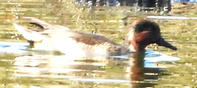 Green-winged Teal - ML644041425
