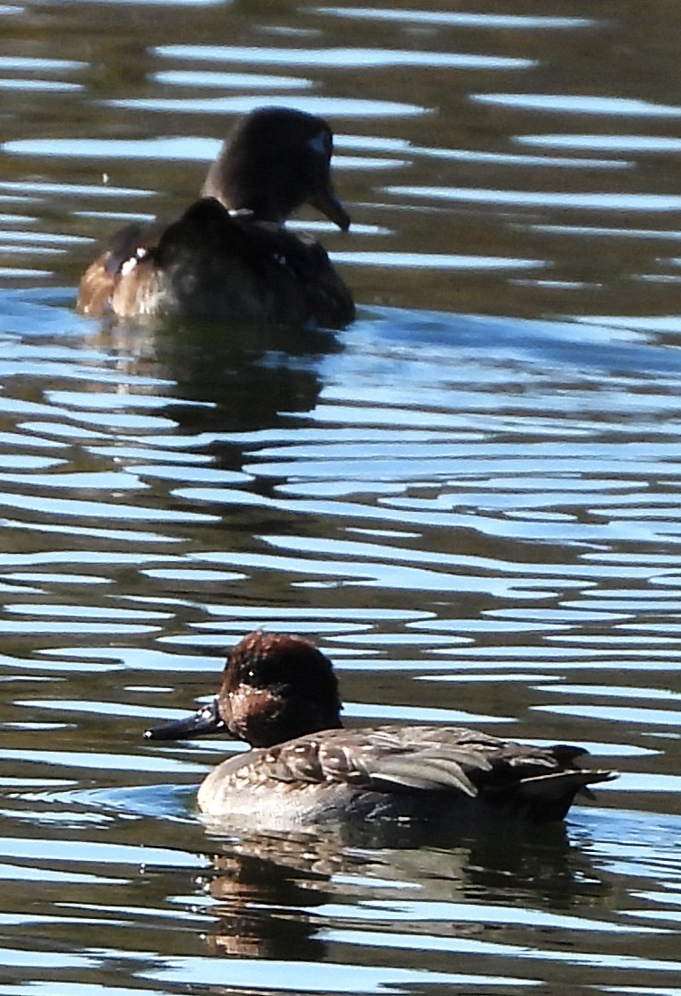 Green-winged Teal - ML644041429