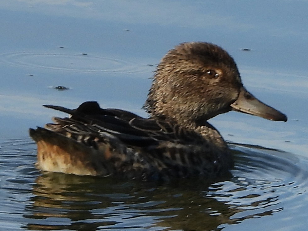 Green-winged Teal - ML644041439
