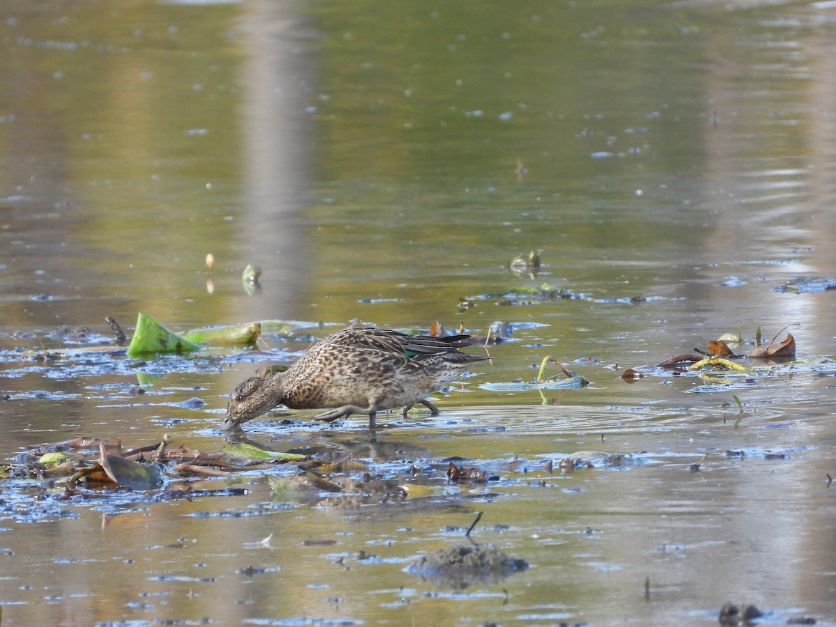 Green-winged Teal - ML644041443
