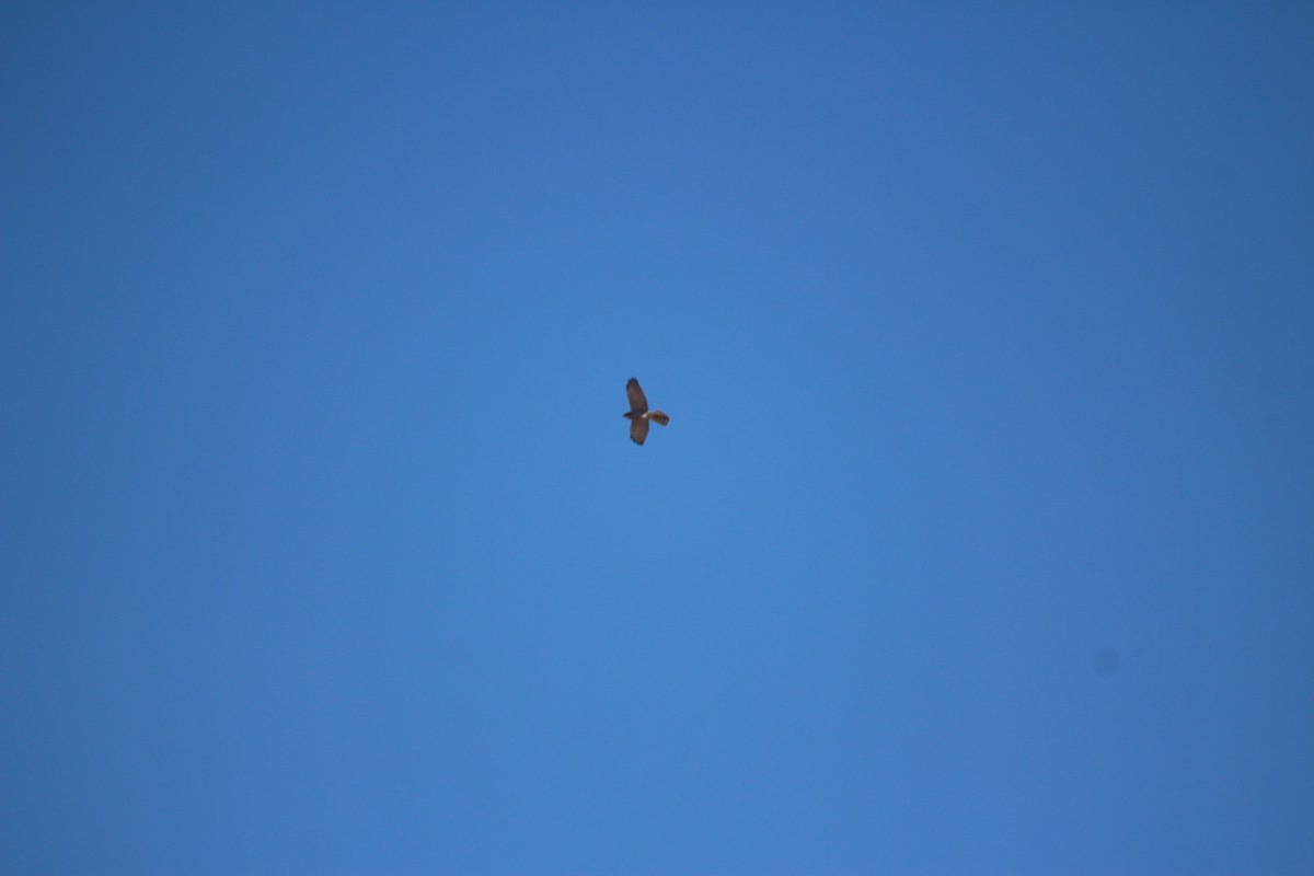 Levant Sparrowhawk - ML644041446