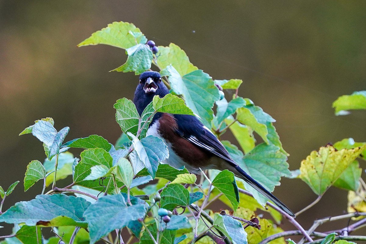 Tohi à flancs roux - ML644041447