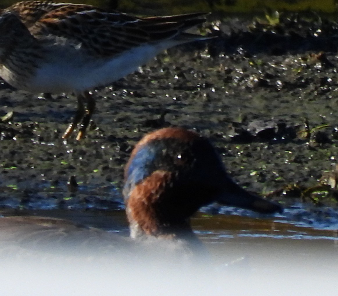 Green-winged Teal - ML644041450