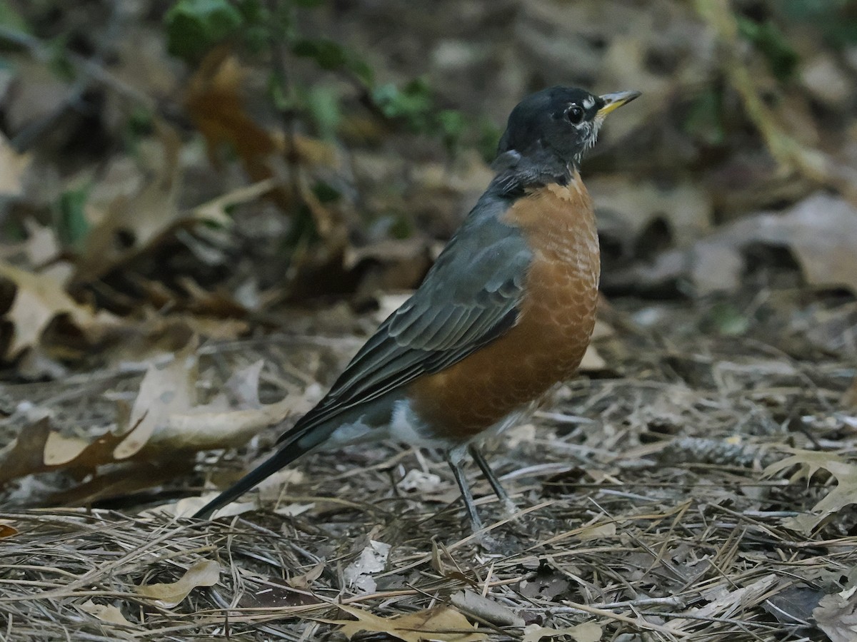 eBird Checklist - 4 Oct 2025 - Auburn University--Donald E. Davis ...